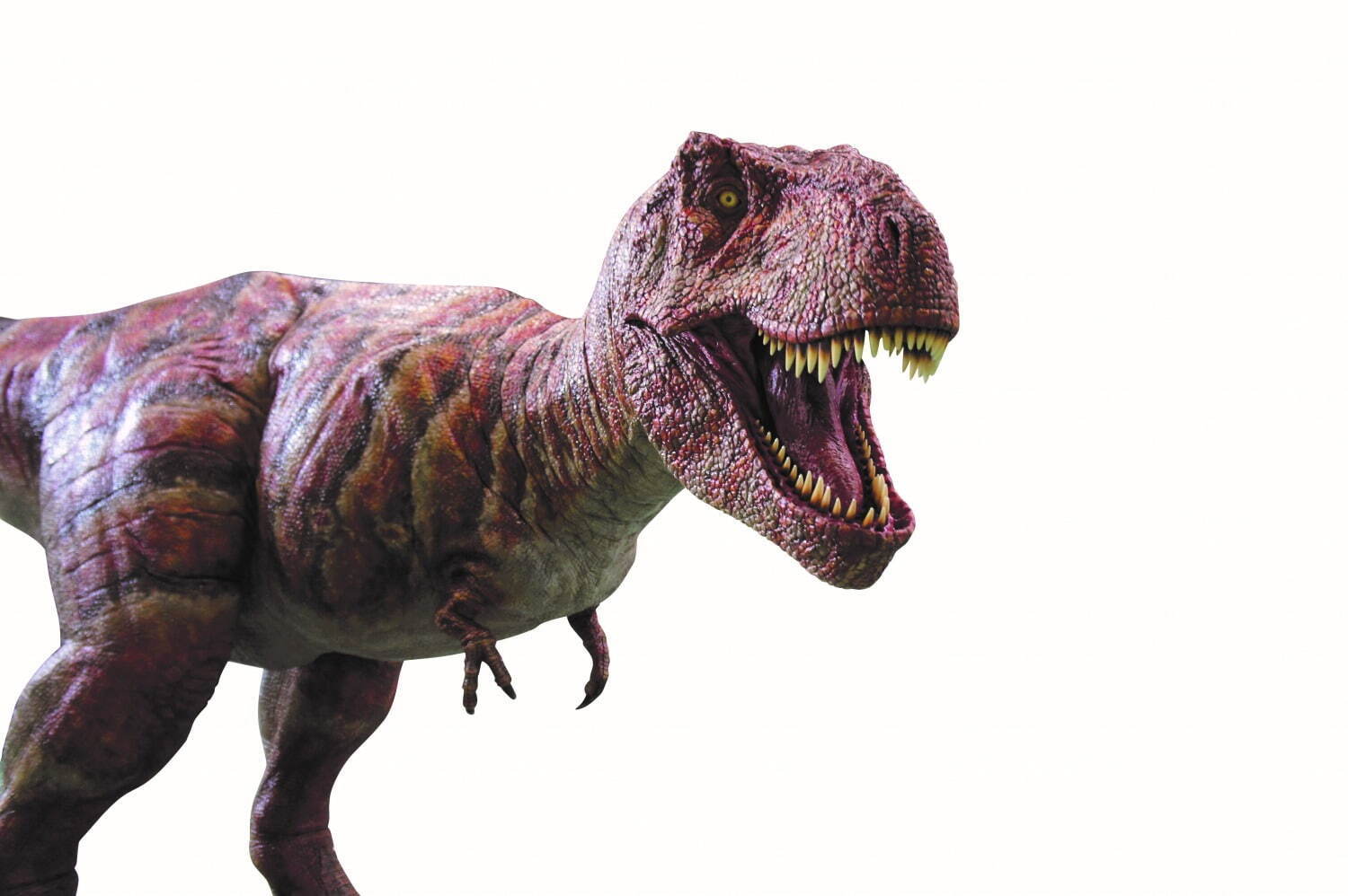 「ティラノサウルス展」大阪南港ATCホールで、日本初公開の標本など5体の全身復元骨格が集結｜写真4