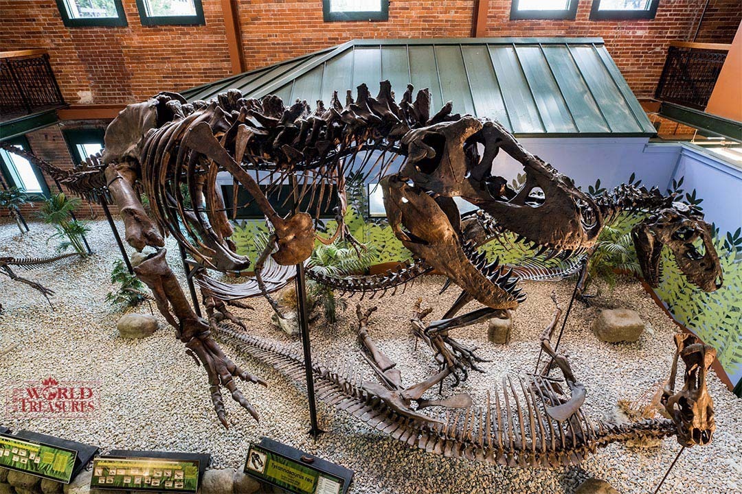 ティラノサウルス全身復元骨格(愛称：アイヴァン)
アメリカでの展示風景