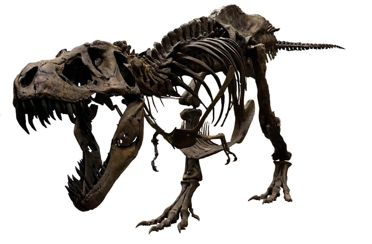 ティラノサウルス 全身復元骨格(愛称：スタン)
