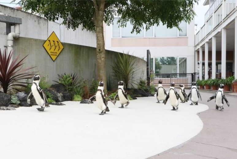 横浜・八景島シーパラダイス×コウペンちゃん、ケープペンギンのコラボパレードなど | 写真