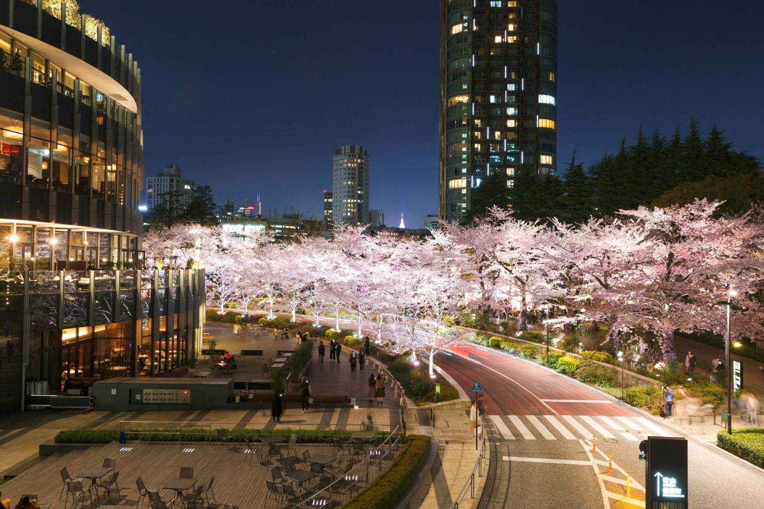 東京ミッドタウンの夜桜ライトアップ 全長0mの桜並木で 都心のお花見 フラワーアートの展示も ファッションプレス