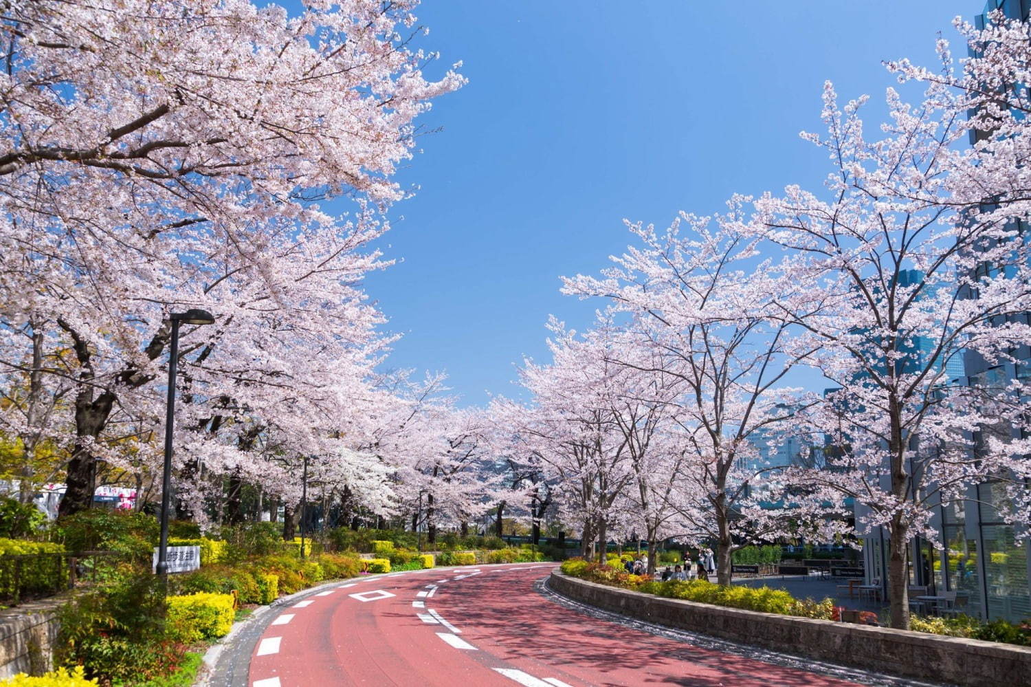東京ミッドタウンの夜桜ライトアップ、全長200mの桜並木で“都心のお花見”- フラワーアートの展示も｜写真9