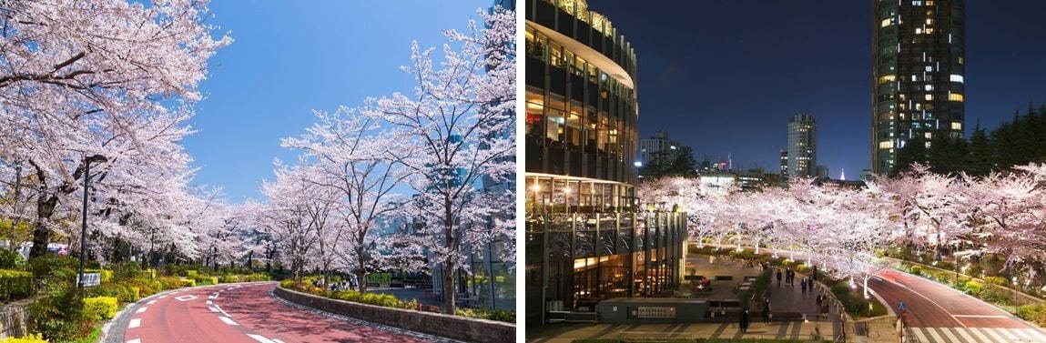 東京ミッドタウンの夜桜ライトアップ、全長200mの桜並木で“都心のお花見”- フラワーアートの展示も｜写真5