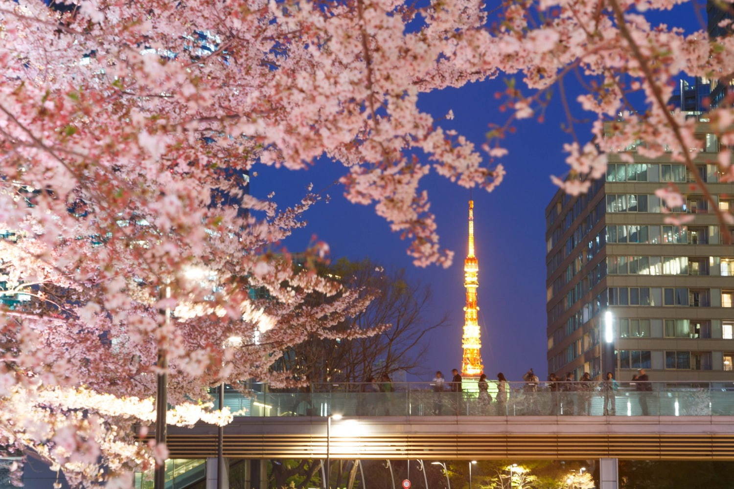 東京ミッドタウンの夜桜ライトアップ、全長200mの桜並木で“都心のお花見”- フラワーアートの展示も｜写真1