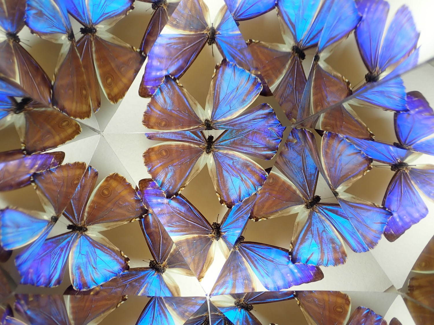 サンシャイン水族館「イキモノアート展」いきもの×光×色のフォトジェニック空間、昆虫万華鏡など｜写真13