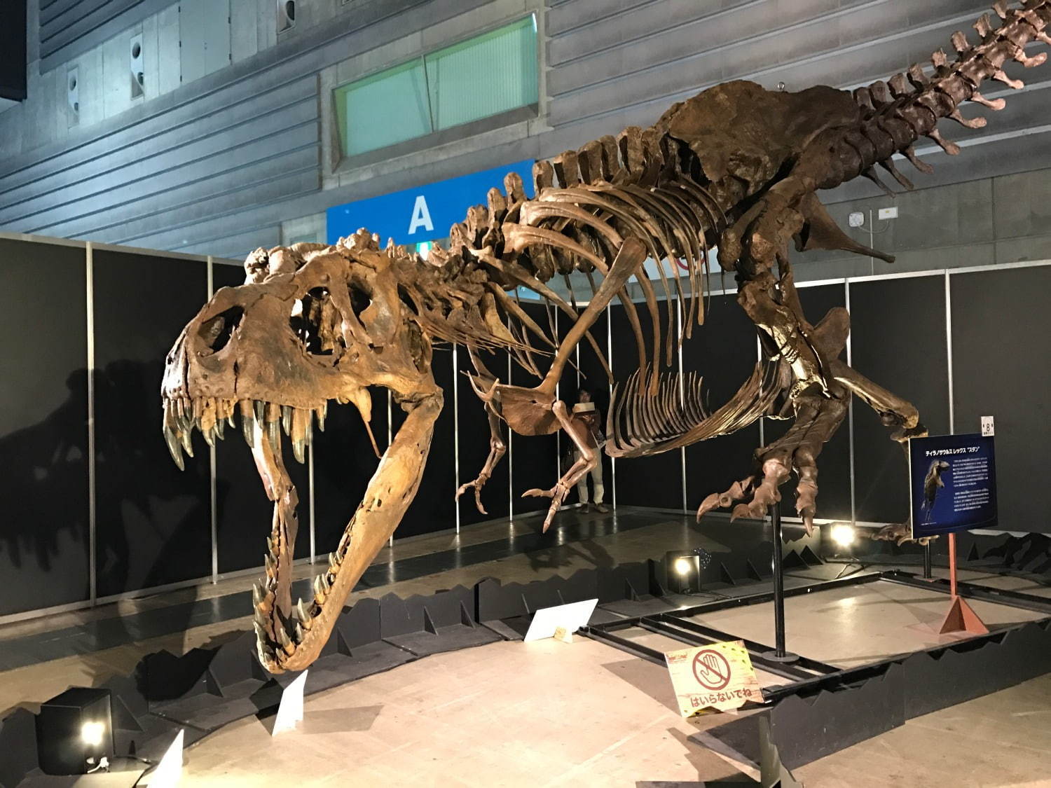開催中止 ヨコハマ恐竜展 パシフィコ横浜で開催 五大陸の恐竜化石や全身骨格など展示 ファッションプレス
