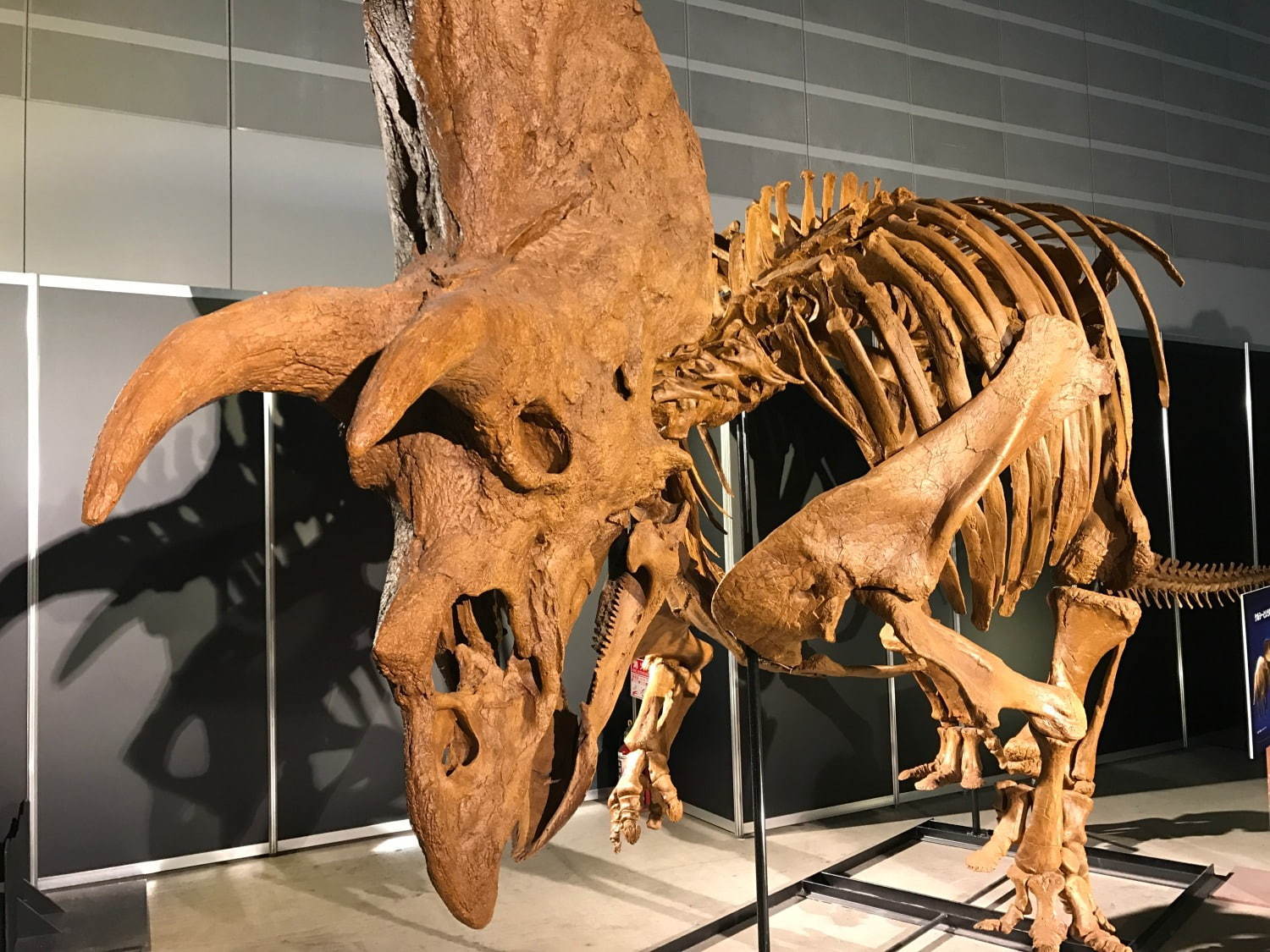 【開催中止】「ヨコハマ恐竜展2020」パシフィコ横浜で開催、五大陸の恐竜化石や全身骨格など展示｜写真8