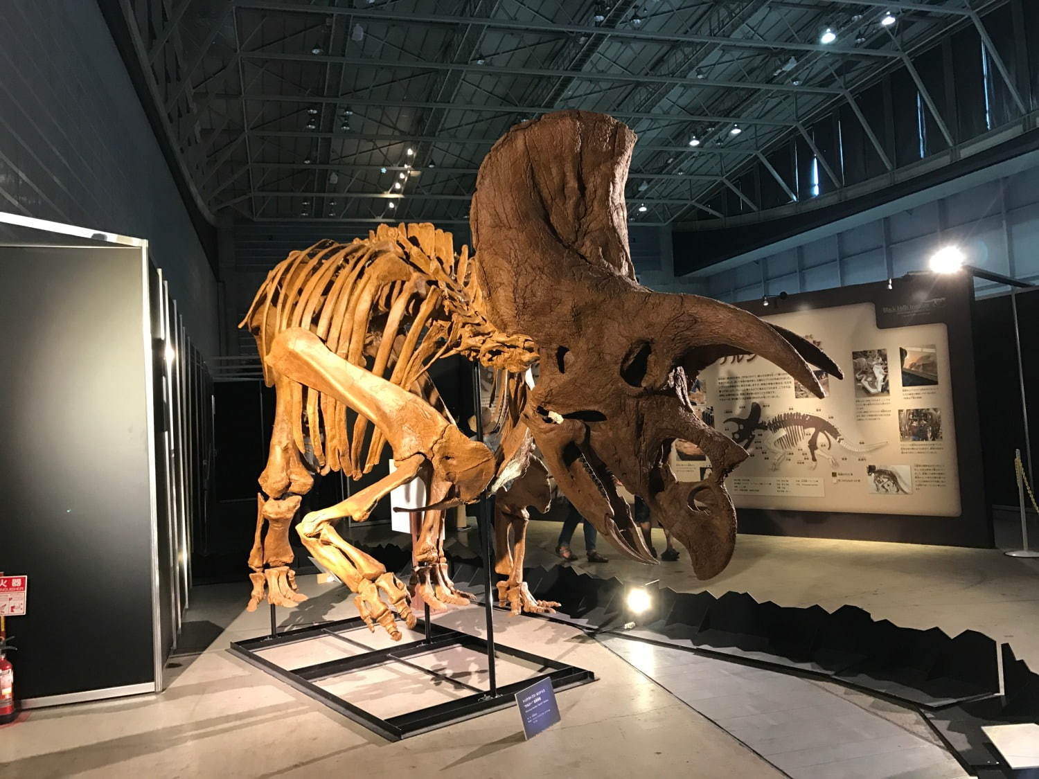 【開催中止】「ヨコハマ恐竜展2020」パシフィコ横浜で開催、五大陸の恐竜化石や全身骨格など展示｜写真6