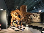 【開催中止】「ヨコハマ恐竜展2020」パシフィコ横浜で開催、五大陸の恐竜化石や全身骨格など展示｜写真6