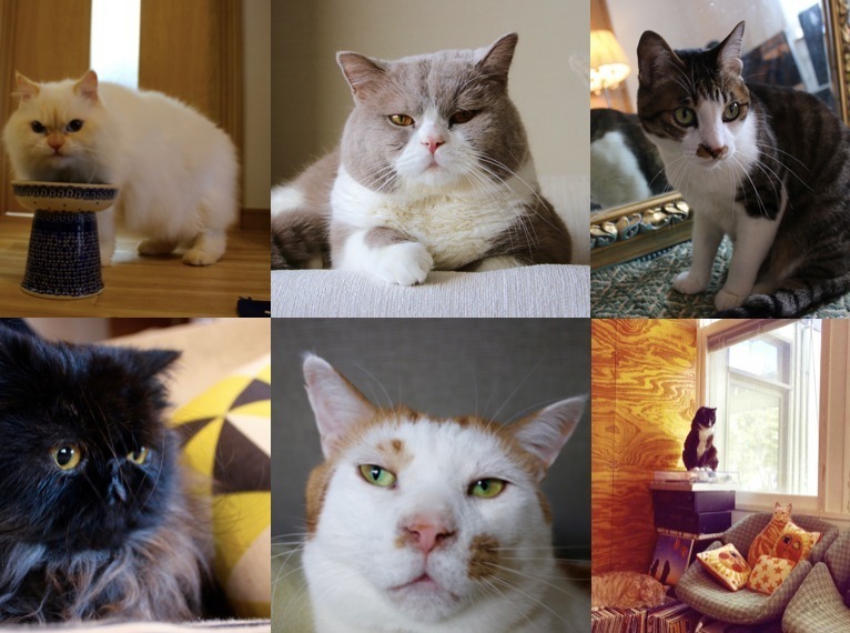「ネコのいる暮らし展」猫60匹のライフスタイル写真展示、会場限定の猫グッズやアクセサリーも｜写真13