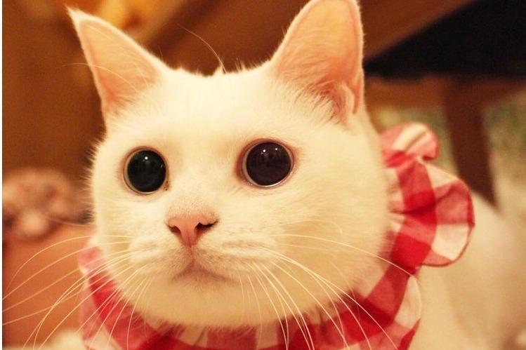 渋谷パルコ「ネコのいる暮らし展」