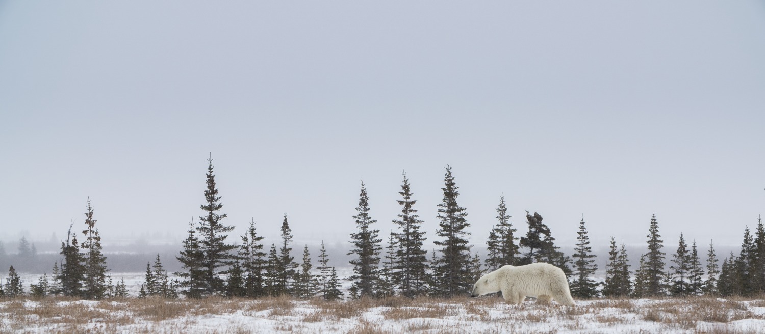 カナダグース×PBIの春アウター、ホッキョクグマパッチを配した完全防水レインコートやジャケット｜写真32
