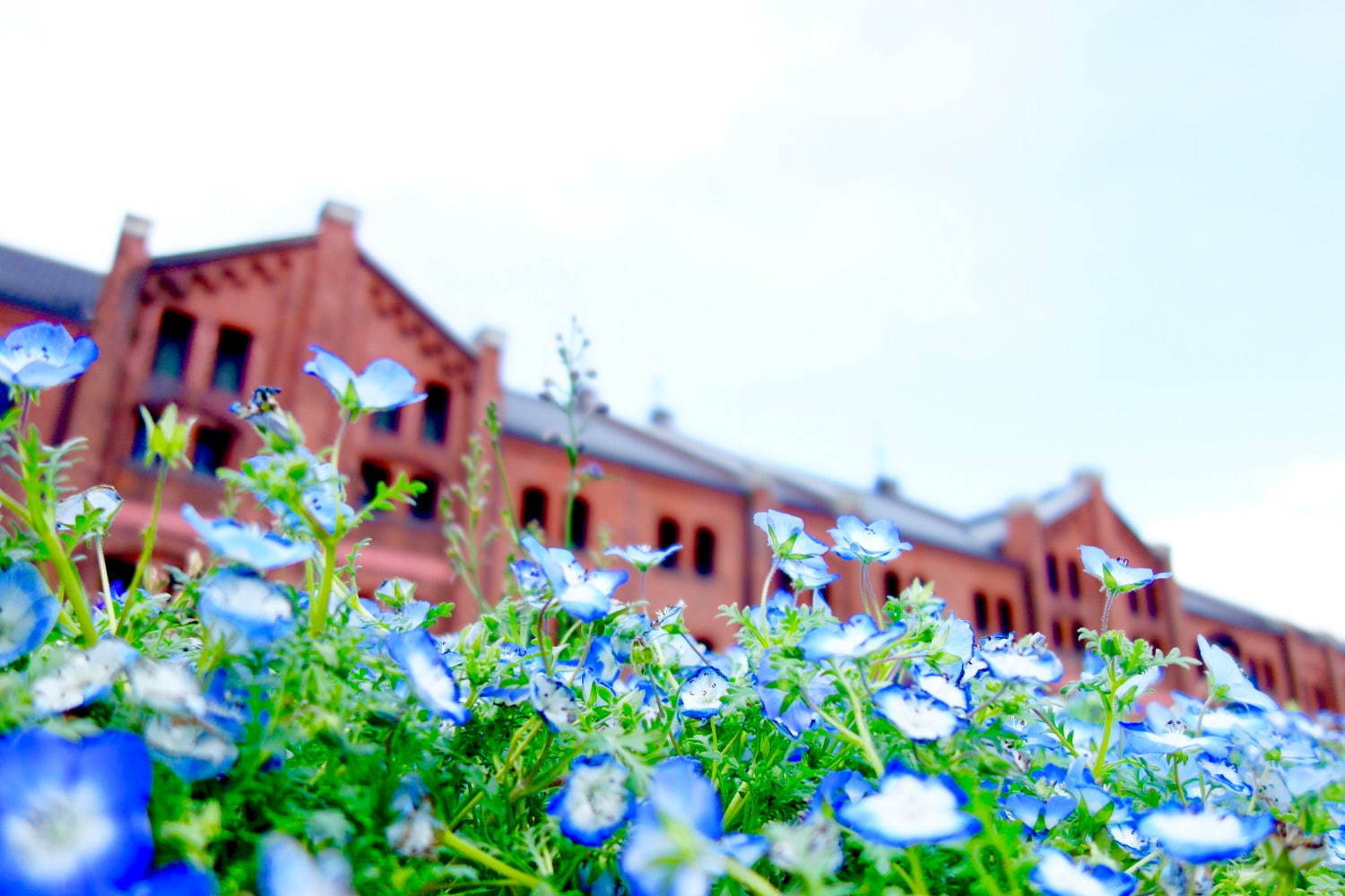 【開催中止】横浜赤レンガ倉庫「フラワーガーデン 2020」日本の伝統柄“文様“を花々で表現した和の庭園｜写真4