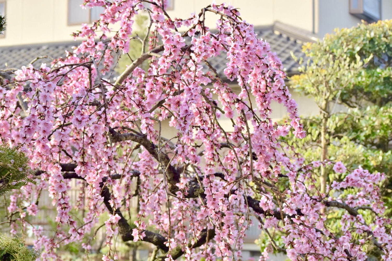 【開催中止】横浜赤レンガ倉庫「フラワーガーデン 2020」日本の伝統柄“文様“を花々で表現した和の庭園｜写真3