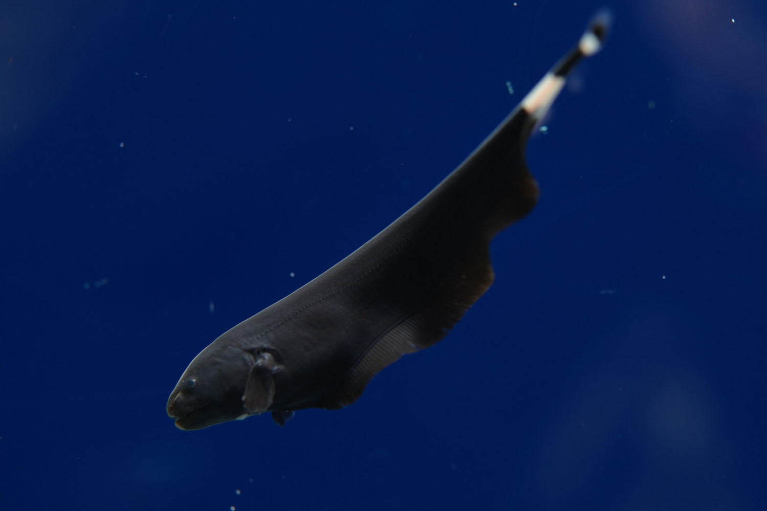 生きている ミュージアム ニフレル 影で生き物の 泳ぎ に着目する新ゾーン およぎにふれる ファッションプレス