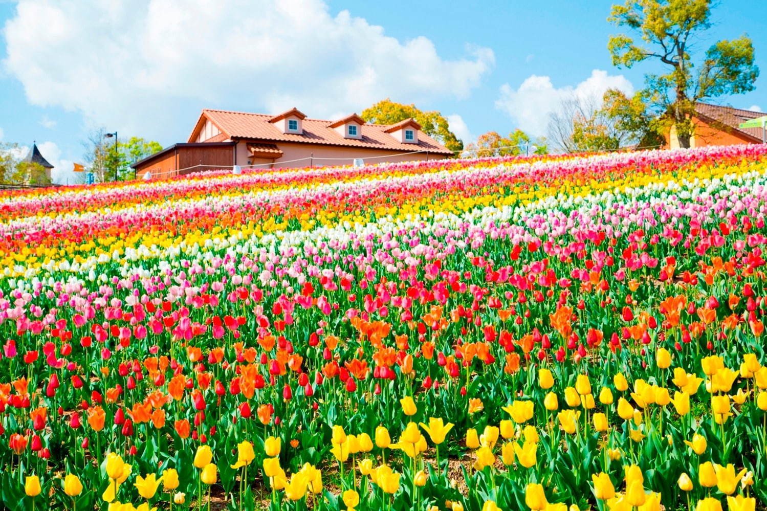 さかいチューリップフェスタ 大阪 堺で 約10万本のチューリップが咲き誇る丘 ファッションプレス