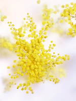 ルイ・ヴィトン(LOUIS VUITTON) ウール・ダプサンス｜写真13