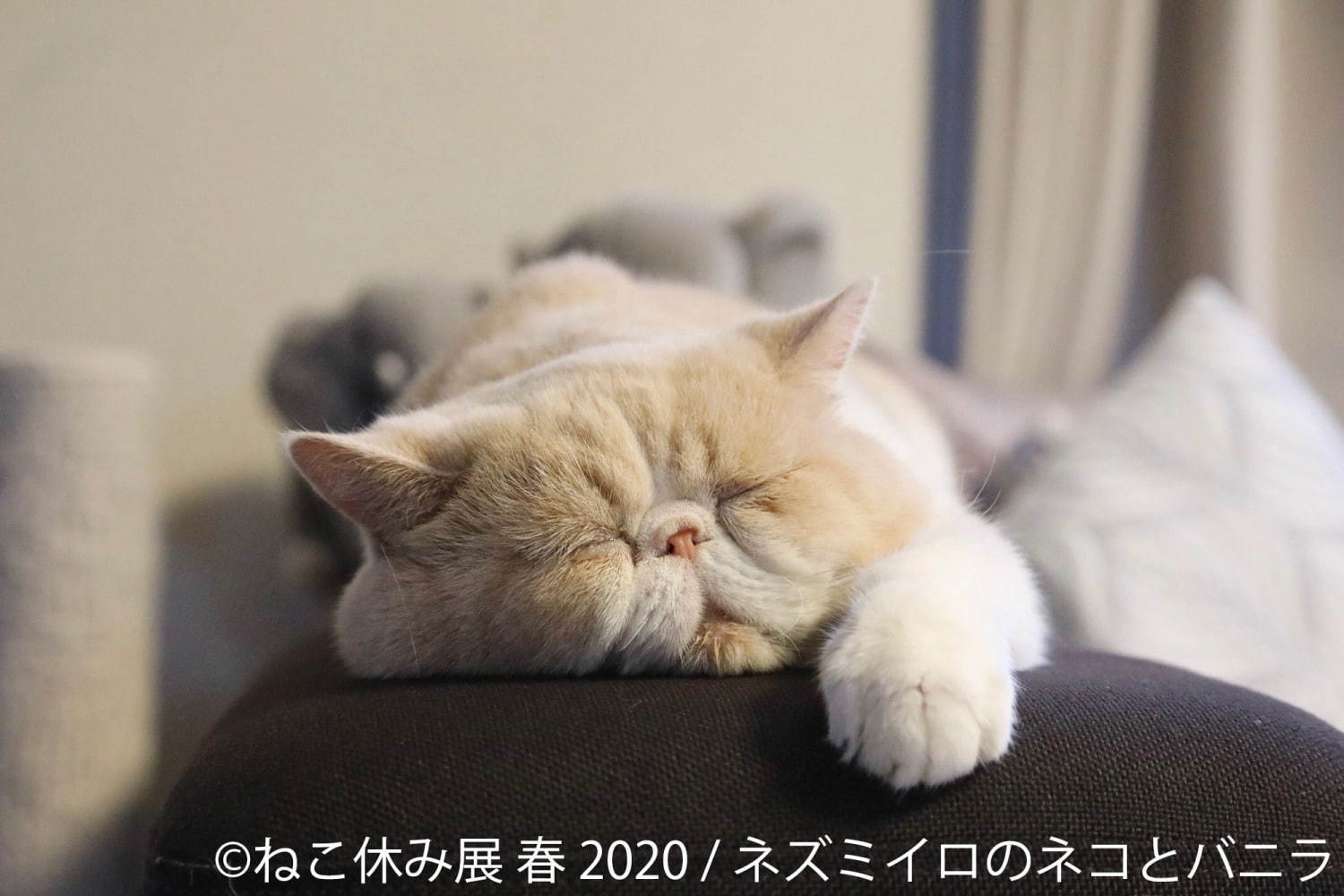 「ねこ休み展 春 2020」名古屋で、春＆イースターの新作写真展示や会場限定猫グッズなど｜写真13