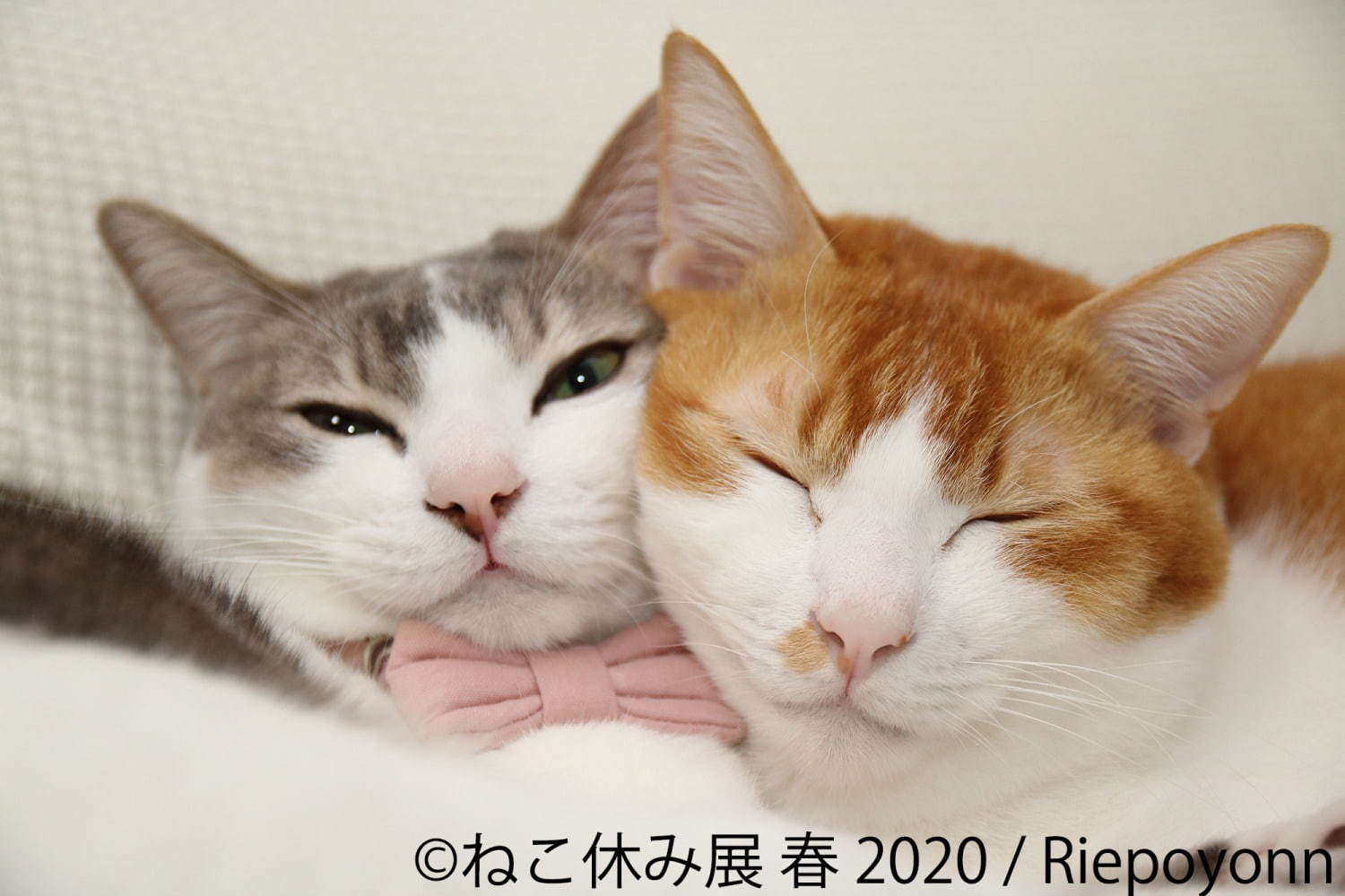 「ねこ休み展 春 2020」名古屋で、春＆イースターの新作写真展示や会場限定猫グッズなど｜写真7