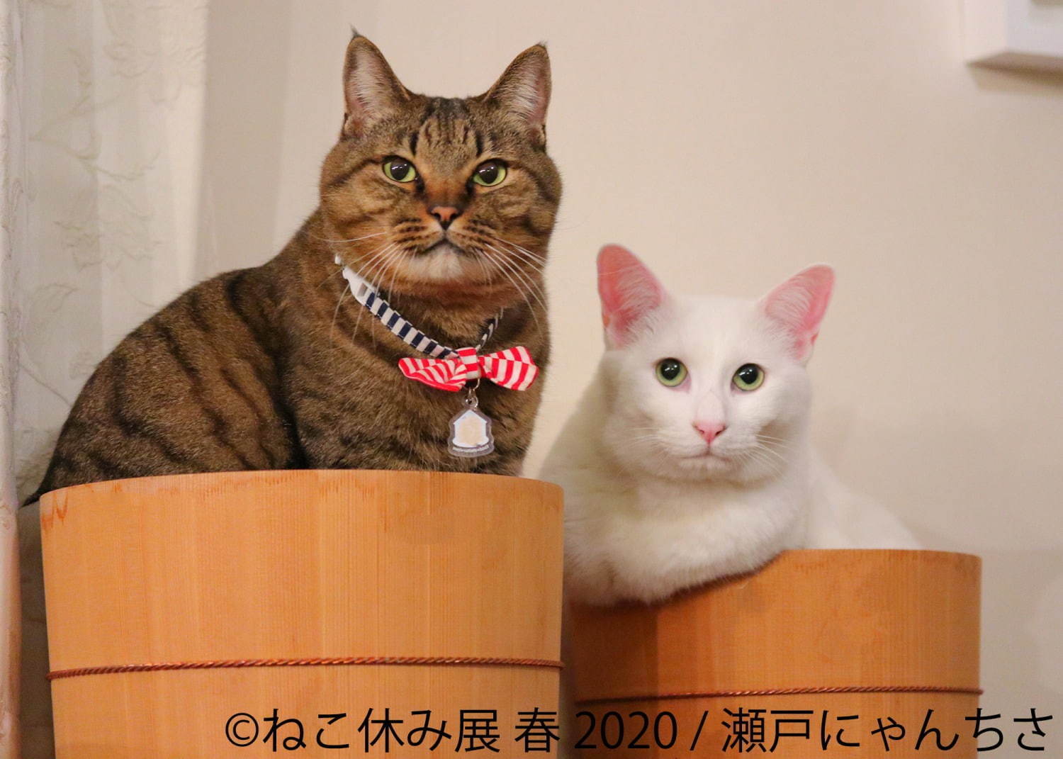 「ねこ休み展 春 2020」名古屋で、春＆イースターの新作写真展示や会場限定猫グッズなど｜写真19