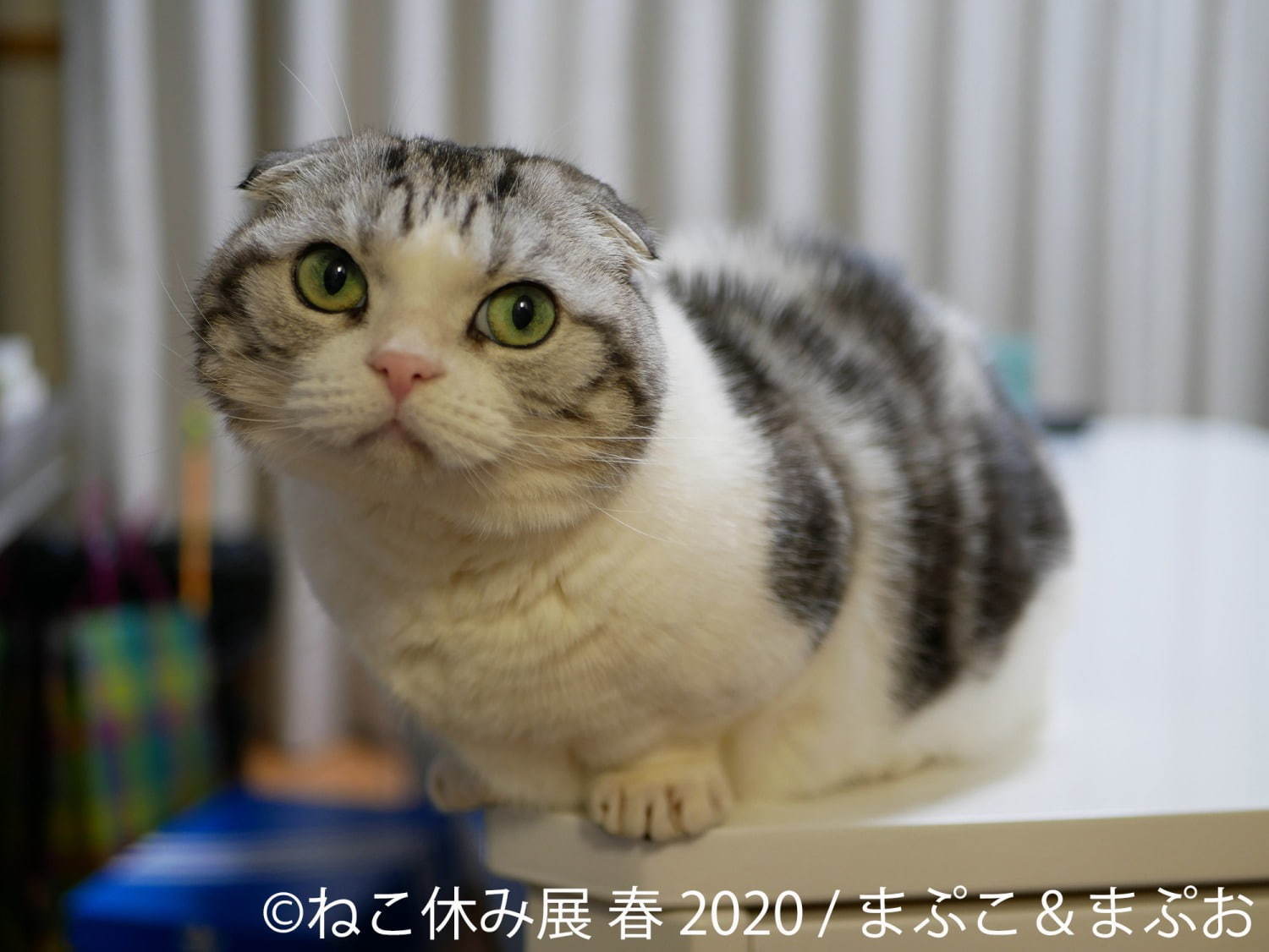 「ねこ休み展 春 2020」名古屋で、春＆イースターの新作写真展示や会場限定猫グッズなど｜写真18