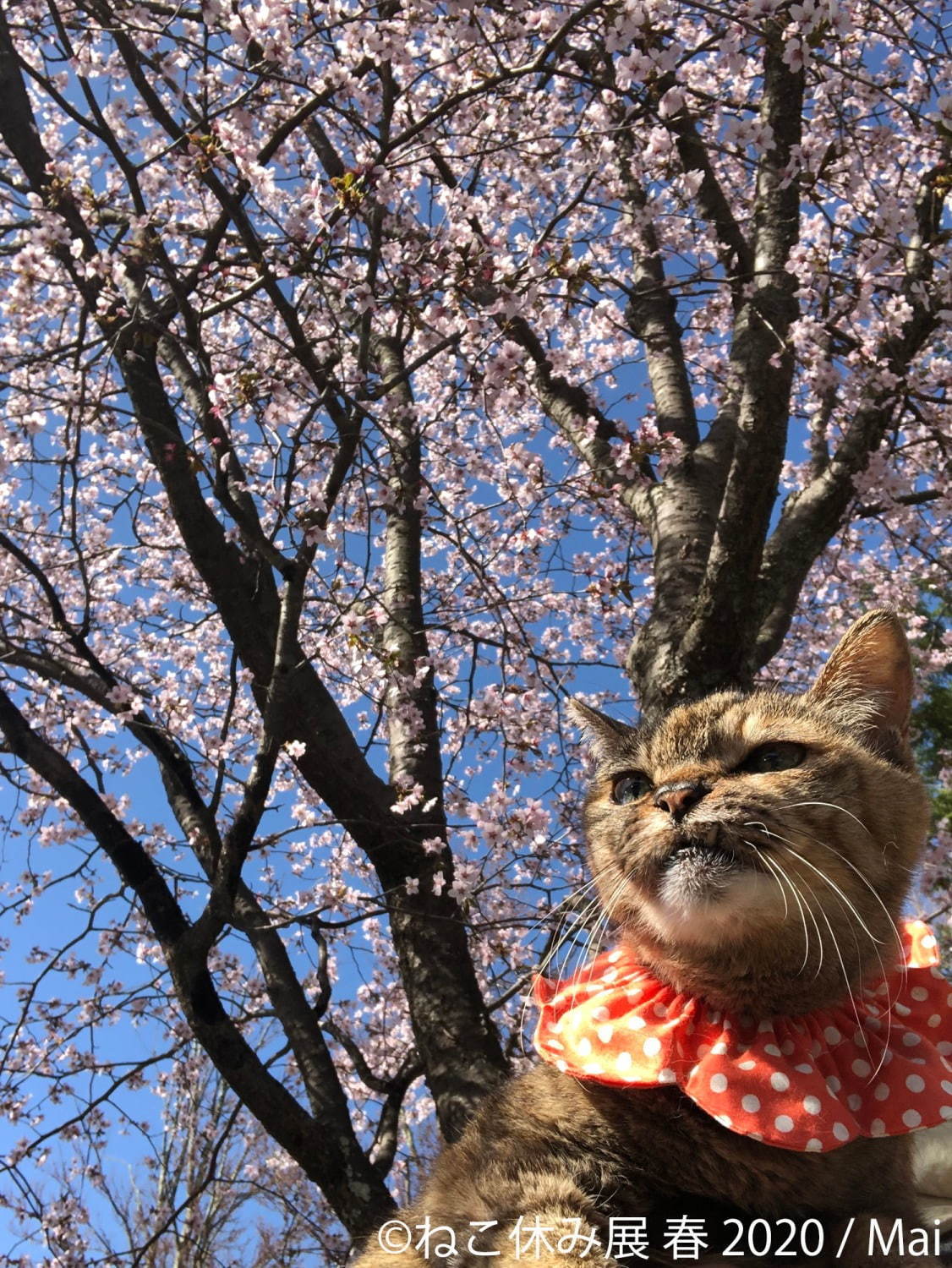 「ねこ休み展 春 2020」名古屋で、春＆イースターの新作写真展示や会場限定猫グッズなど｜写真5