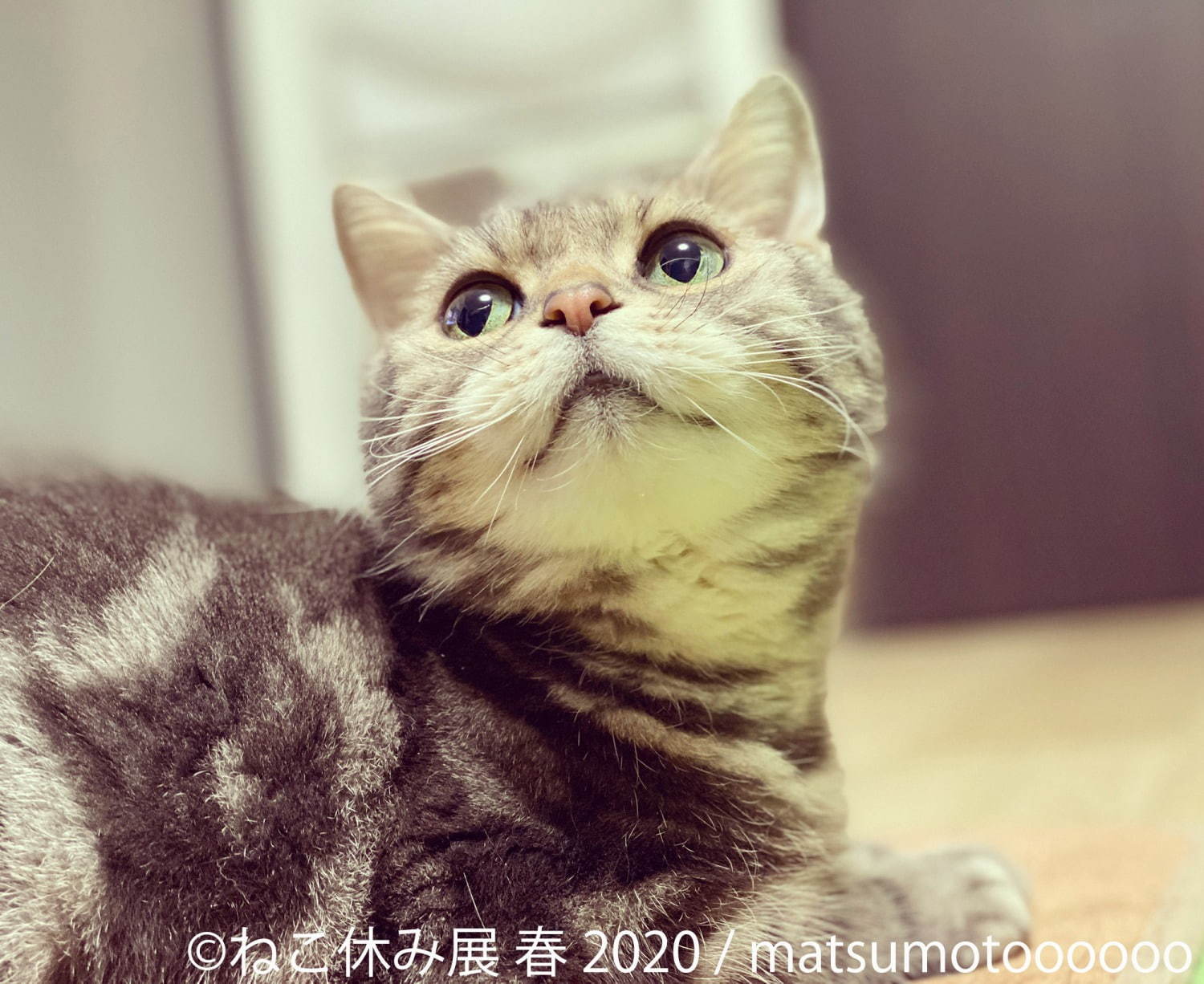 「ねこ休み展 春 2020」名古屋で、春＆イースターの新作写真展示や会場限定猫グッズなど｜写真6