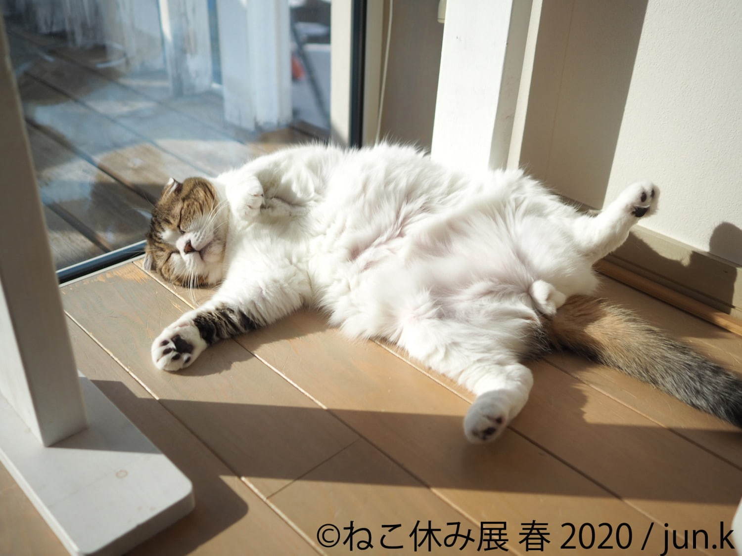 「ねこ休み展 春 2020」名古屋で、春＆イースターの新作写真展示や会場限定猫グッズなど｜写真3