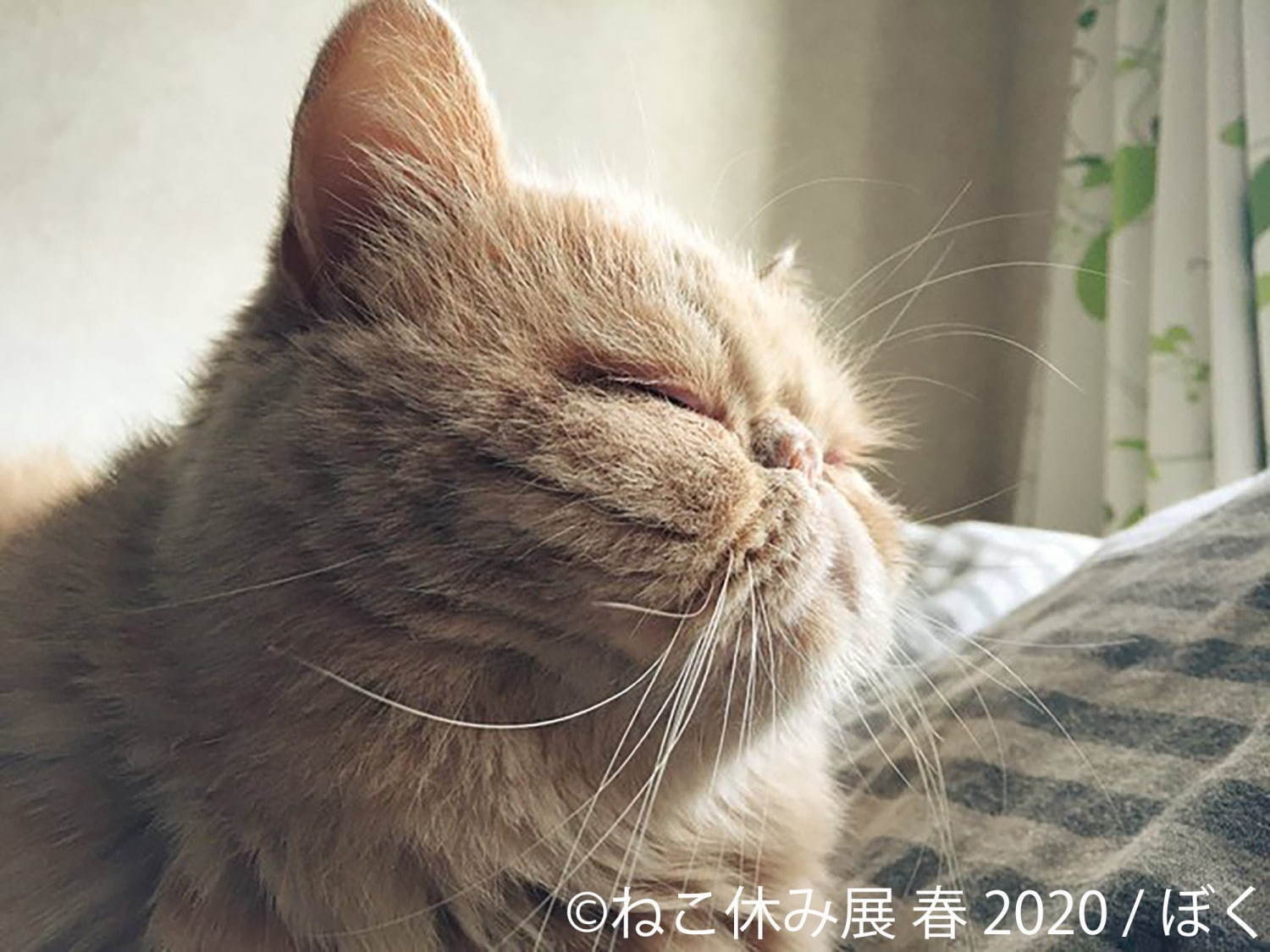 「ねこ休み展 春 2020」名古屋で、春＆イースターの新作写真展示や会場限定猫グッズなど｜写真17