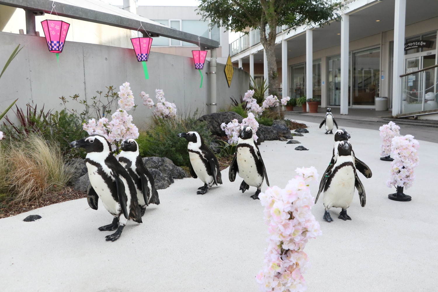 八景島シーパラダイスの春イベント、5万尾のイワシによる桜パフォーマンスやペンギンお花見パレード｜写真4
