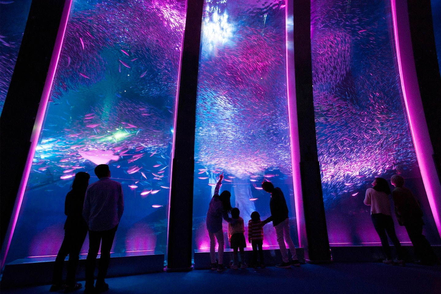 お花見｜八景島シーパラダイスの春イベント、5万尾のイワシによる桜パフォーマンスやペンギンお花見パレード