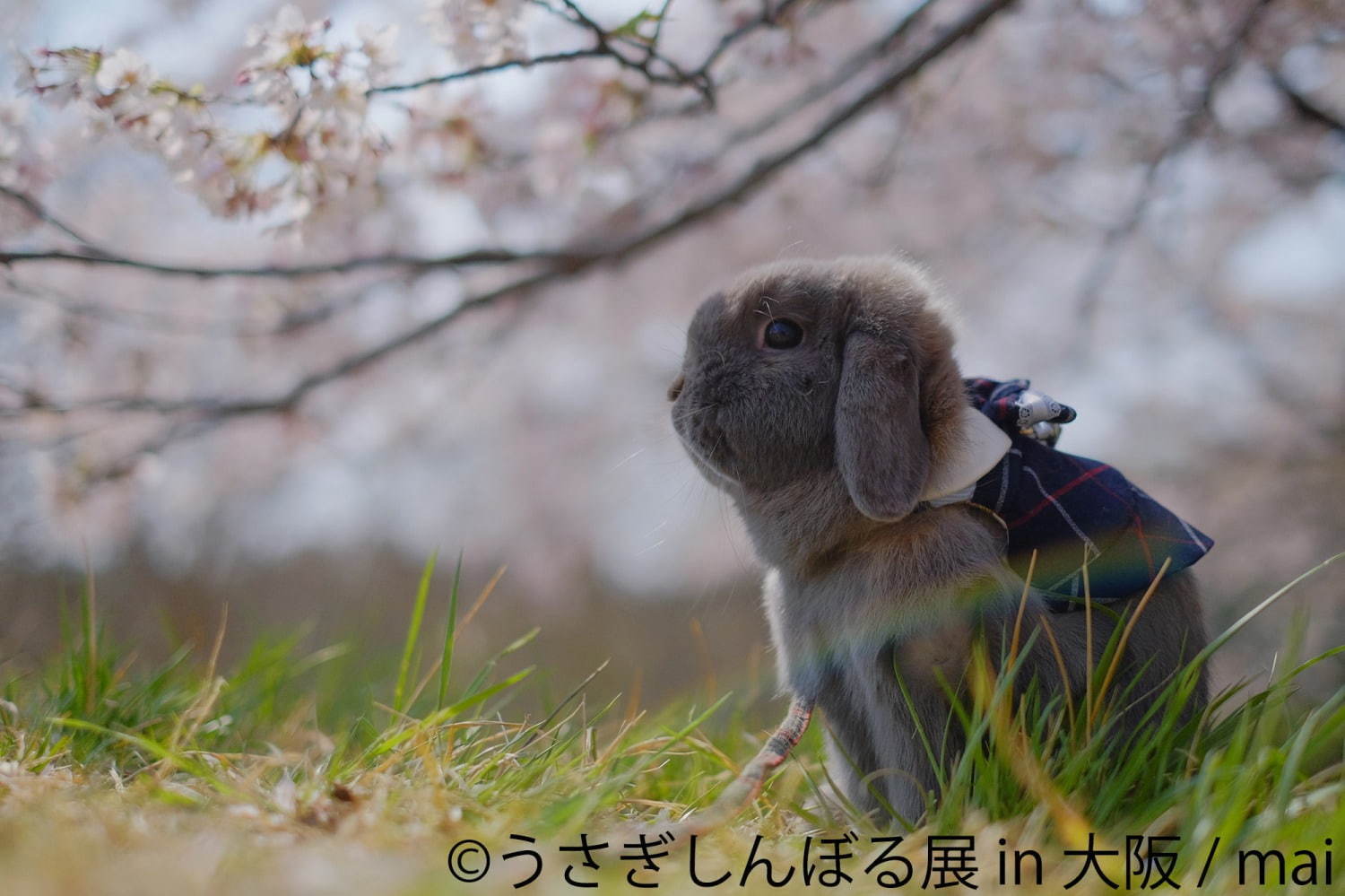 うさぎの合同写真＆物販展「うさぎしんぼる展」大阪初上陸、うさぎグッズなどルクア大阪で販売｜写真10