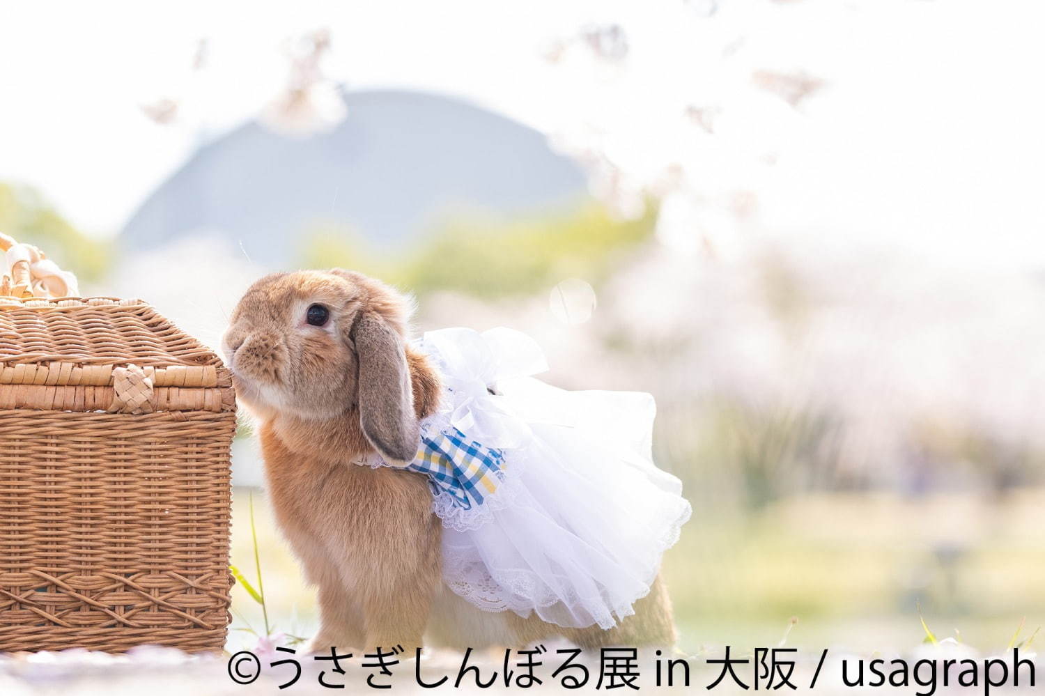 うさぎの合同写真＆物販展「うさぎしんぼる展」大阪初上陸、うさぎグッズなどルクア大阪で販売｜写真5