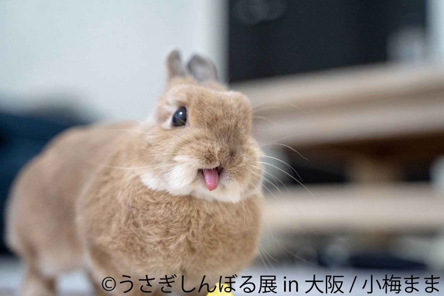 うさぎの合同写真＆物販展「うさぎしんぼる展」大阪初上陸、うさぎグッズなどルクア大阪で販売｜写真8