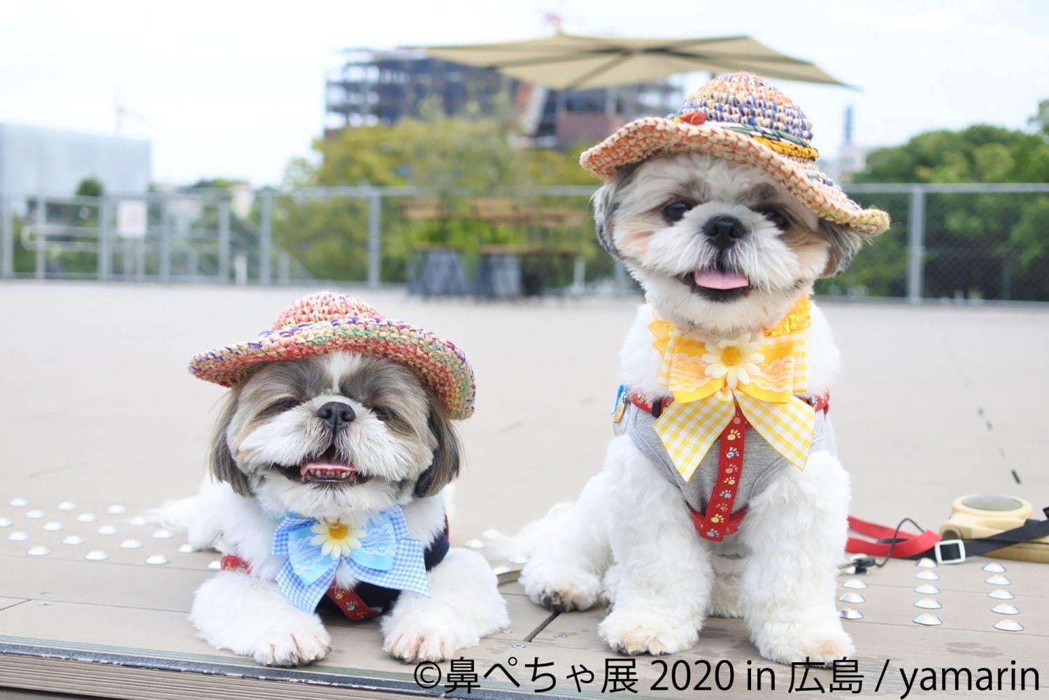 「鼻ぺちゃ展 2020」広島パルコで - パグやブルドッグ、シーズーなどの写真＆グッズが集結｜写真8