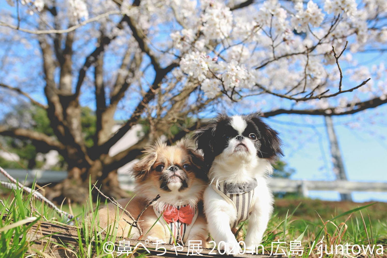 鼻ぺちゃ展 広島パルコで パグやブルドッグ シーズーなどの写真 グッズが集結 ファッションプレス 鼻ぺちゃ展 広島パルコで パグやブルドッグ シーズーなどの写真 グッズが集結 ファッションプレス