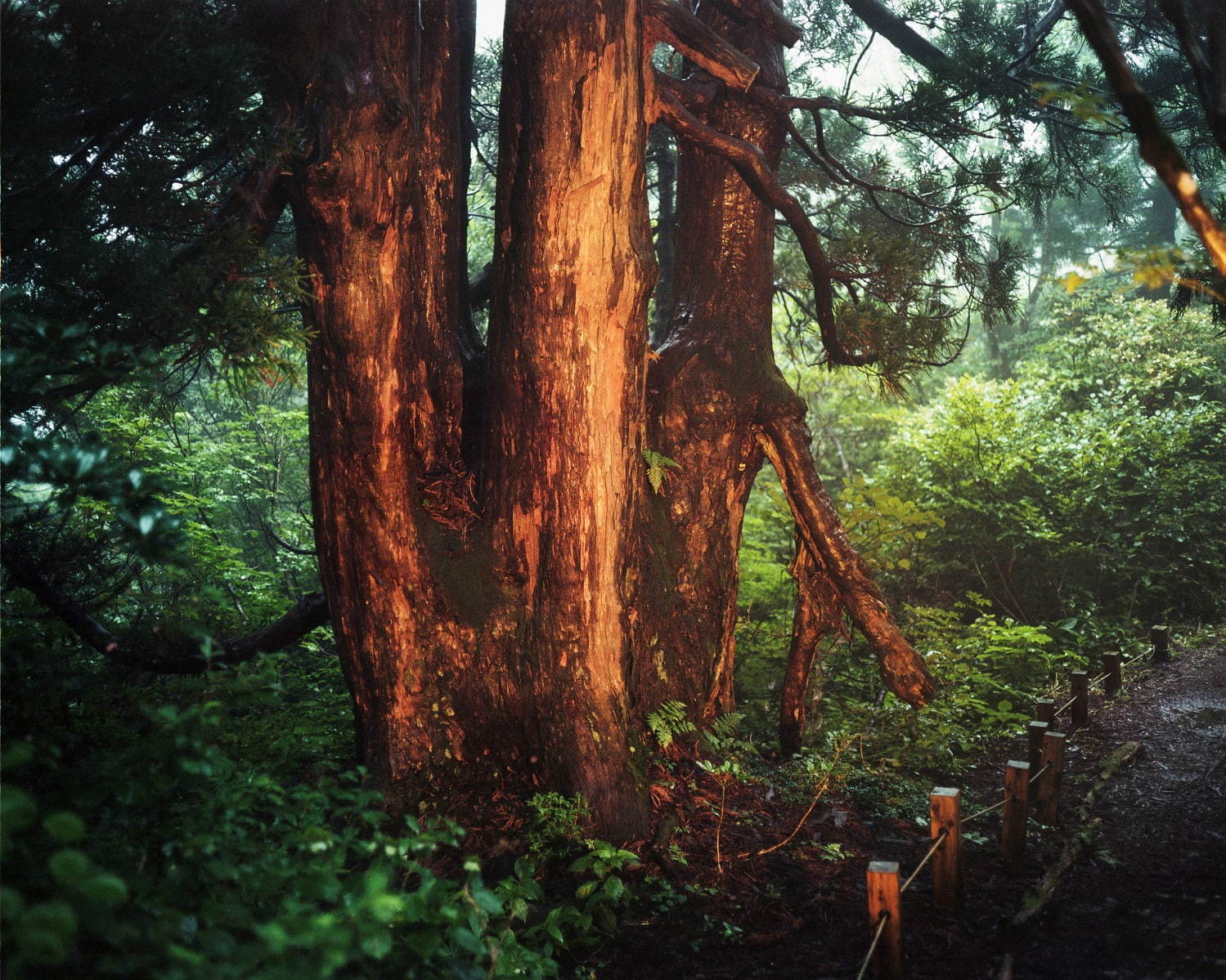 ヤマイ 2020年春夏<span>コレクション</span> - 写真9