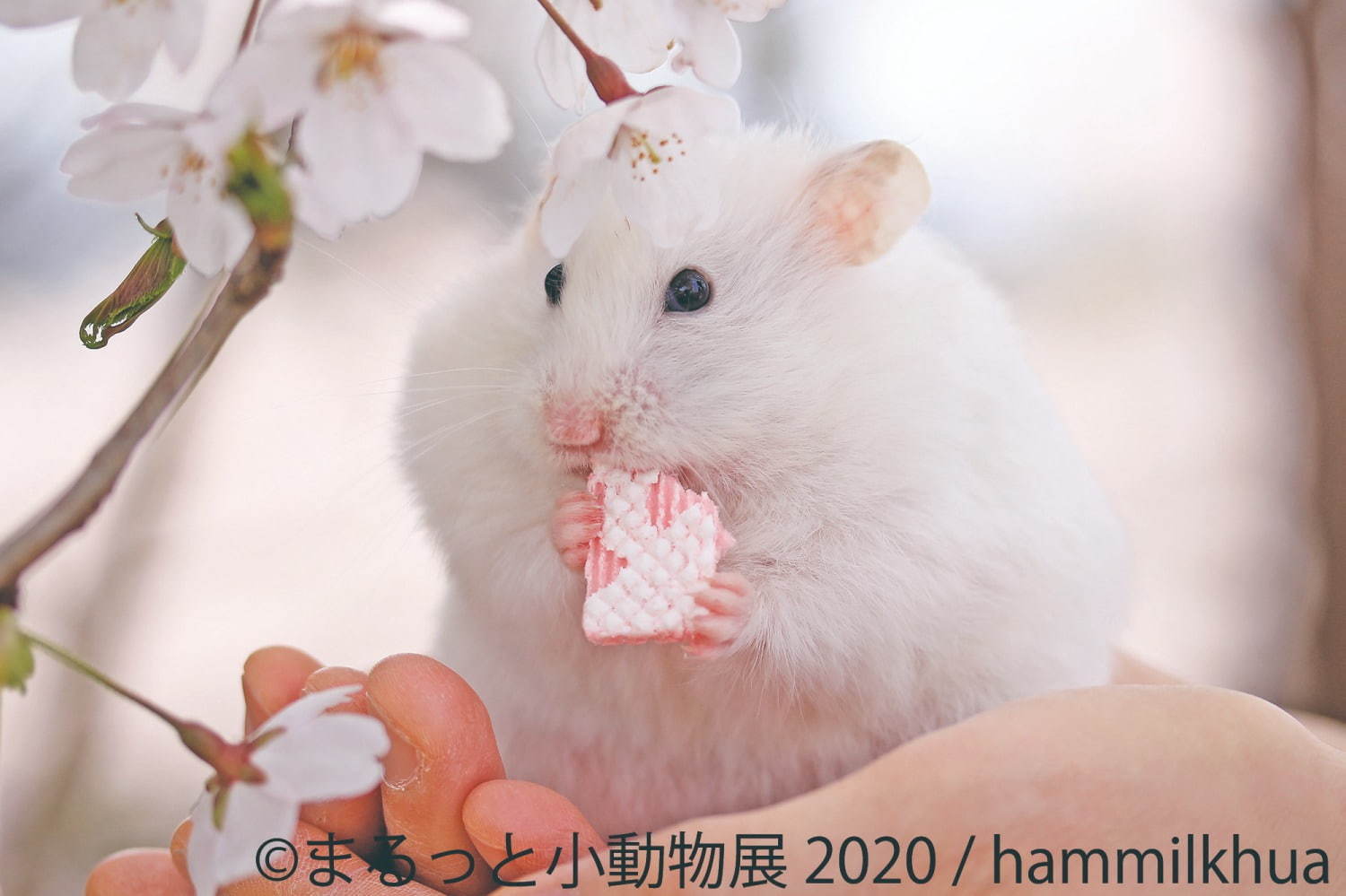 写真展＆物販展「まるっと小動物展」名古屋・東京で - フェレット＆デグーが新登場、過去最大規模に | 写真