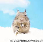 写真展＆物販展「まるっと小動物展」名古屋・東京で - フェレット＆デグーが新登場、過去最大規模に｜写真14