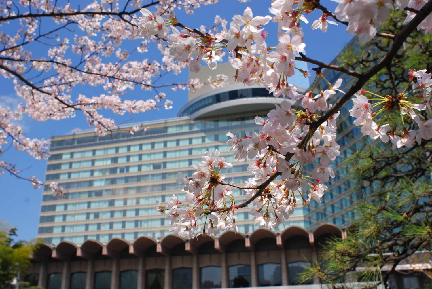 ホテルニューオータニ(東京)の“お花見”メニュー - 桜スイーツや花篭ステーキ御膳｜写真2