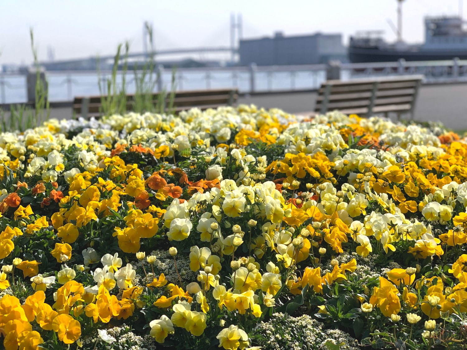 「ガーデンネックレス横浜」花と街歩き、みなとみらいの桜並木やチューリップ14万本が咲く横浜公園など - 写真1