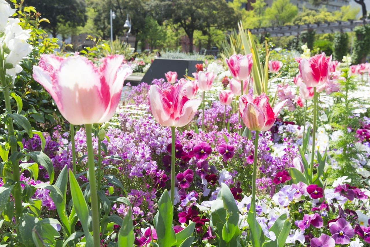 ガーデンネックレス横浜 花と街歩き みなとみらいの桜並木やバラ主役のイベント 山下公園などで ファッションプレス