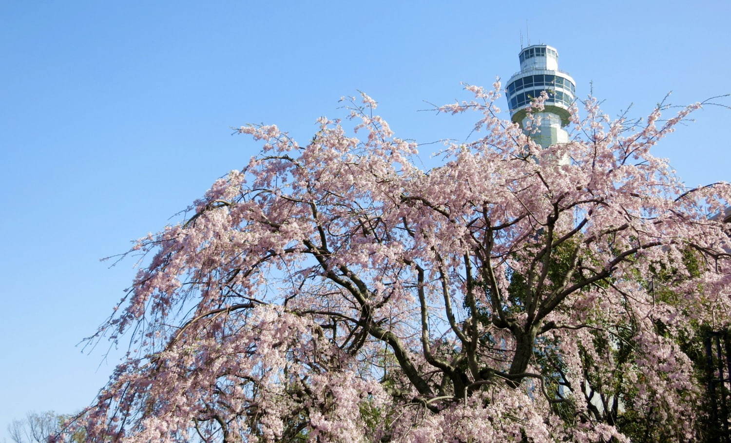 ガーデンネックレス横浜 花と街歩き みなとみらいの桜並木やバラ主役のイベント 山下公園などで ファッションプレス