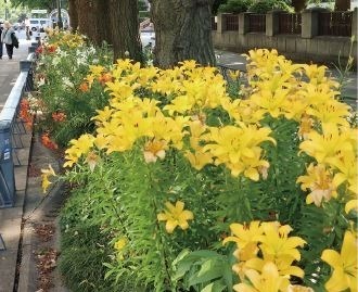 ガーデンネックレス横浜 花と街歩き みなとみらいの桜並木やバラ主役のイベント 山下公園などで ファッションプレス