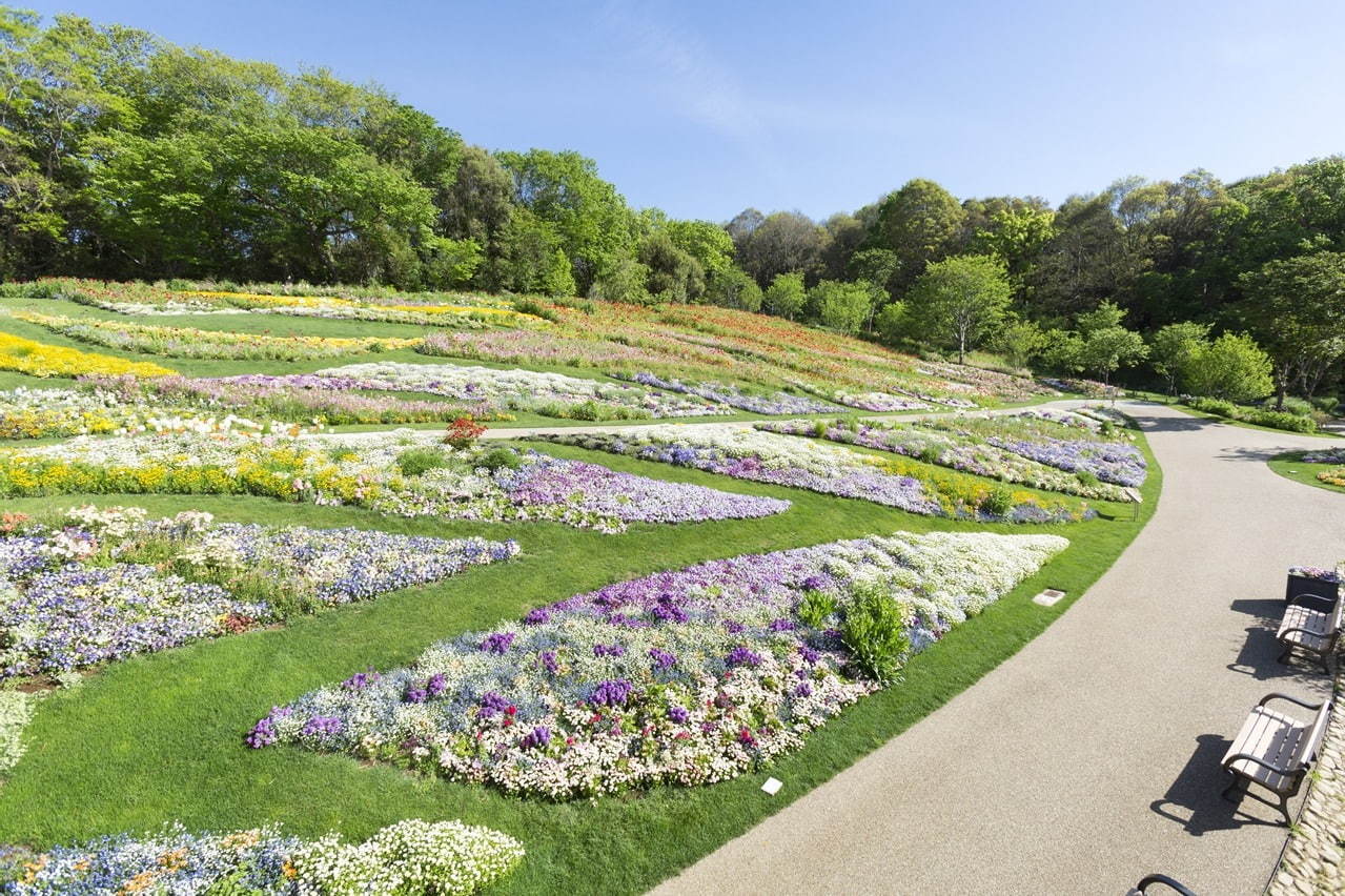 「ガーデンネックレス横浜」花と街歩き、みなとみらいの桜並木やバラ主役のイベント - 山下公園などで｜写真7