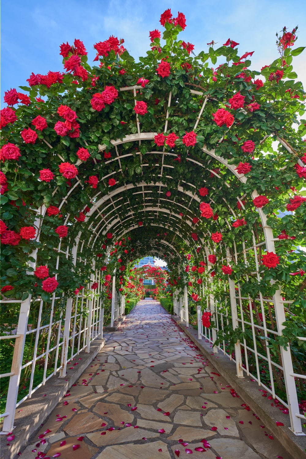 ホテルニューオータニ(東京)3万輪の“バラ”咲く屋上庭園、ピエール・エルメ・パリのスイーツプレートも｜写真6