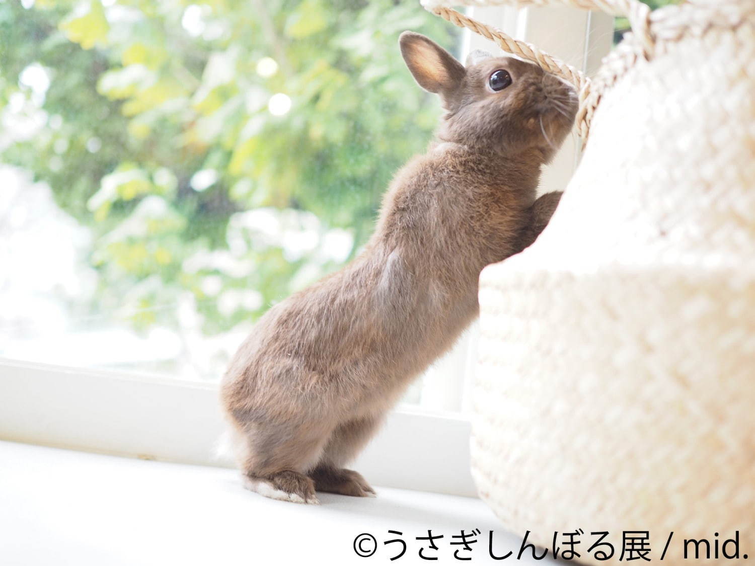 うさぎの合同写真展「うさぎしんぼる展」広島・静岡で、ミニチュア作品などグッズ販売も｜写真4