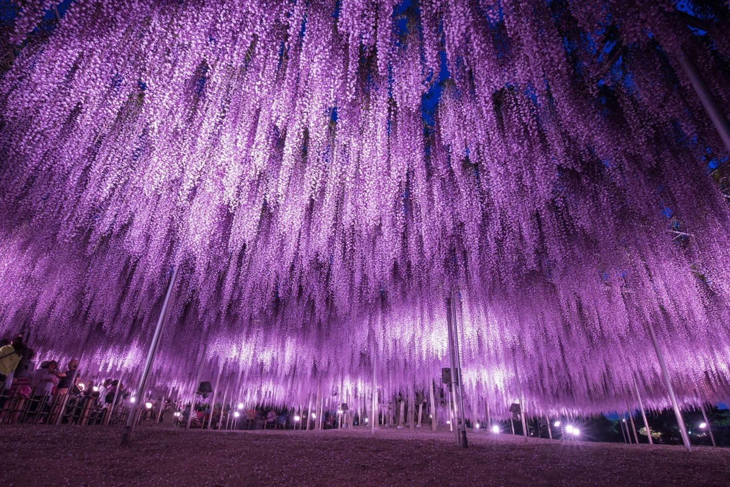 栃木・あしかがフラワーパーク「ふじのはな物語」大藤棚や白藤のトンネルなど350本以上の絶景｜写真6