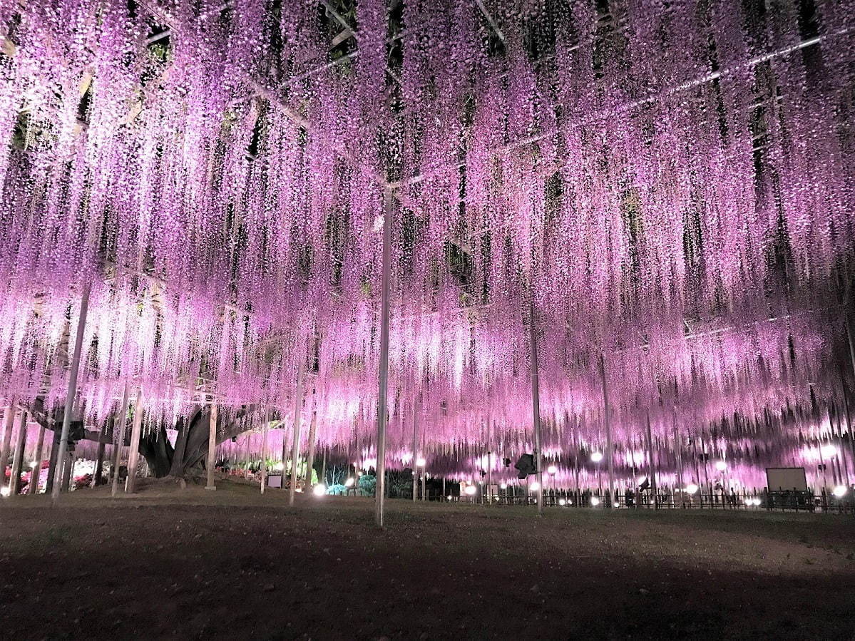 栃木・あしかがフラワーパーク「ふじのはな物語」大藤棚や白藤のトンネルなど350本以上の絶景｜写真4