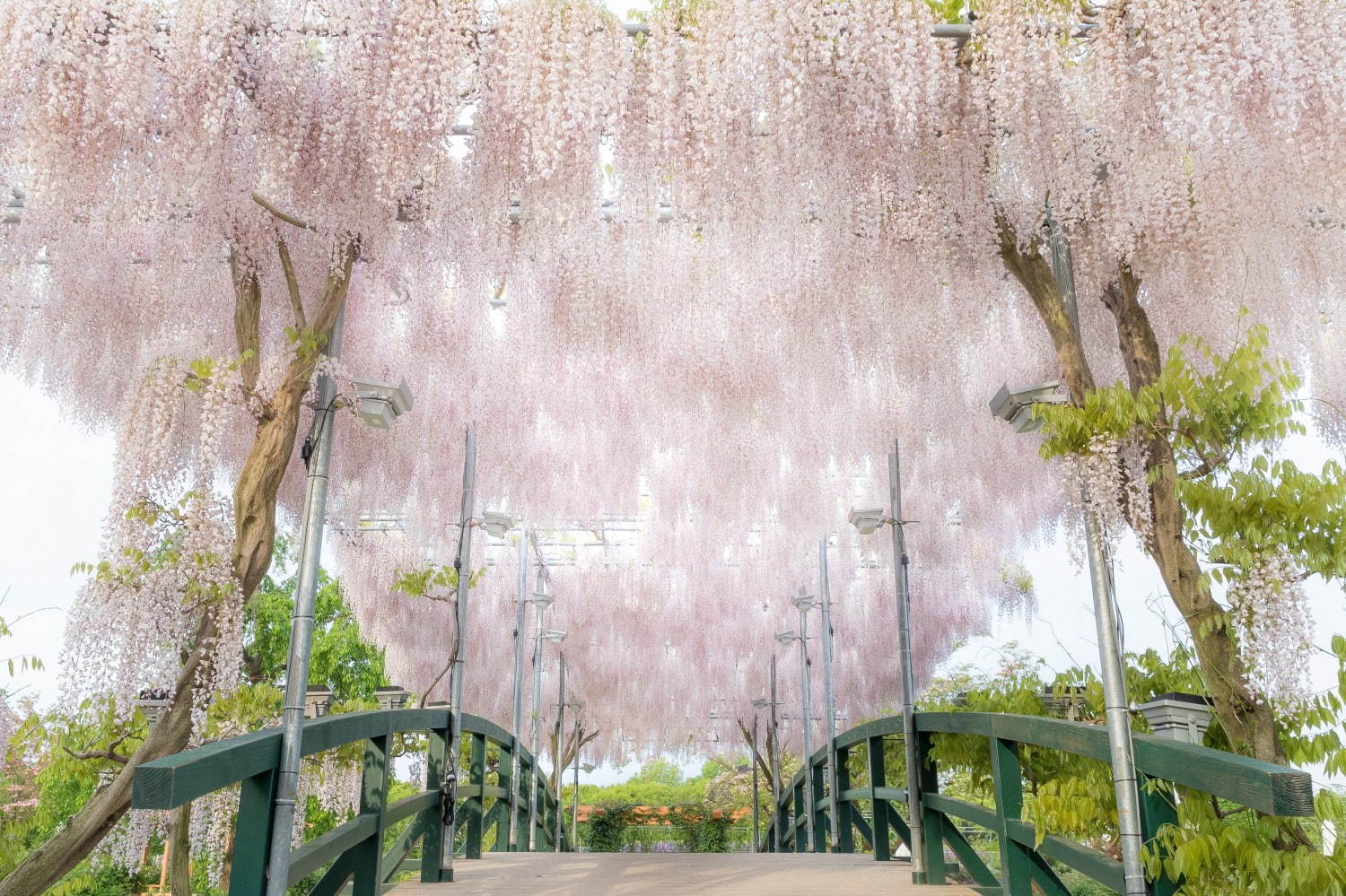 栃木・あしかがフラワーパーク「ふじのはな物語」大藤棚や白藤のトンネルなど350本以上の絶景｜写真2